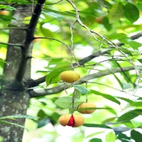 Nutmug on Plant